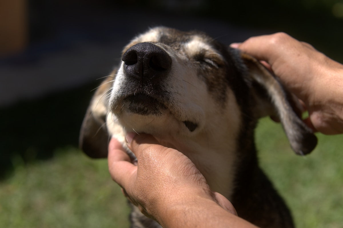 Hands gently petting a dog's head near the ears
