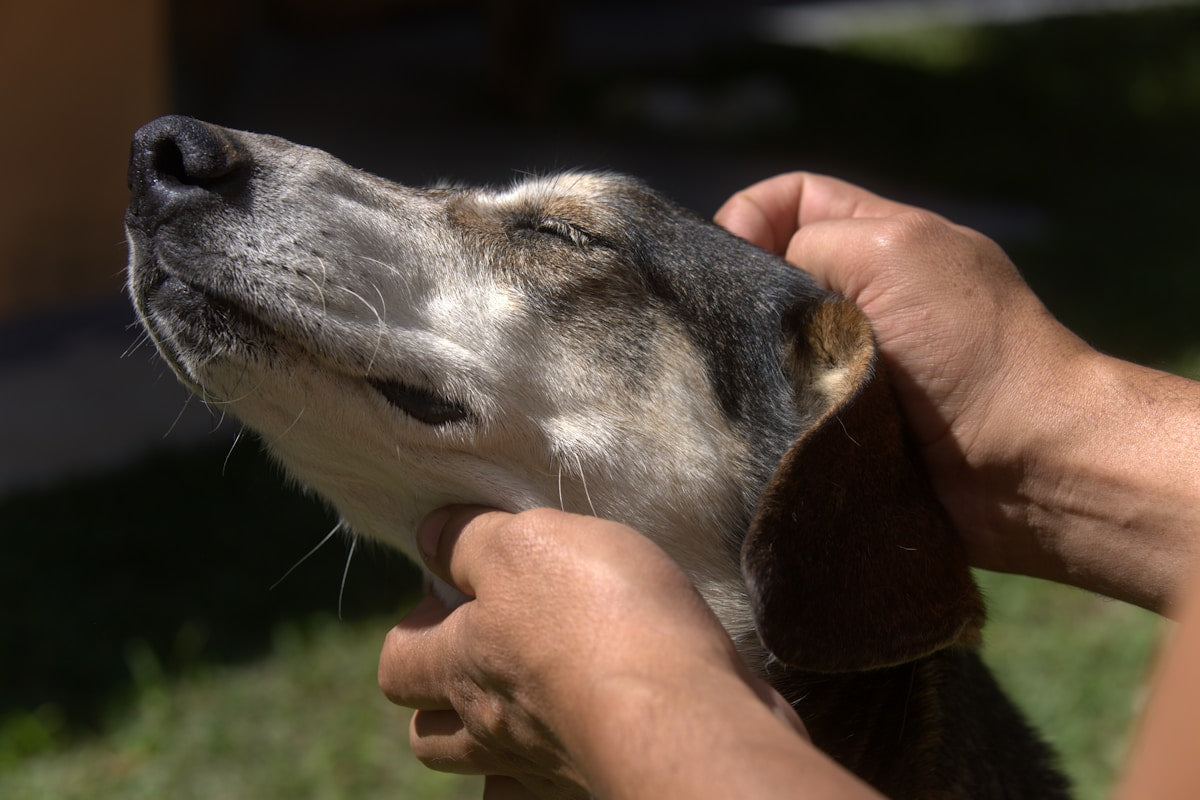 Dog Ear Infection Early Signs: 7 Warning Signs Every Owner Should Know (2026)