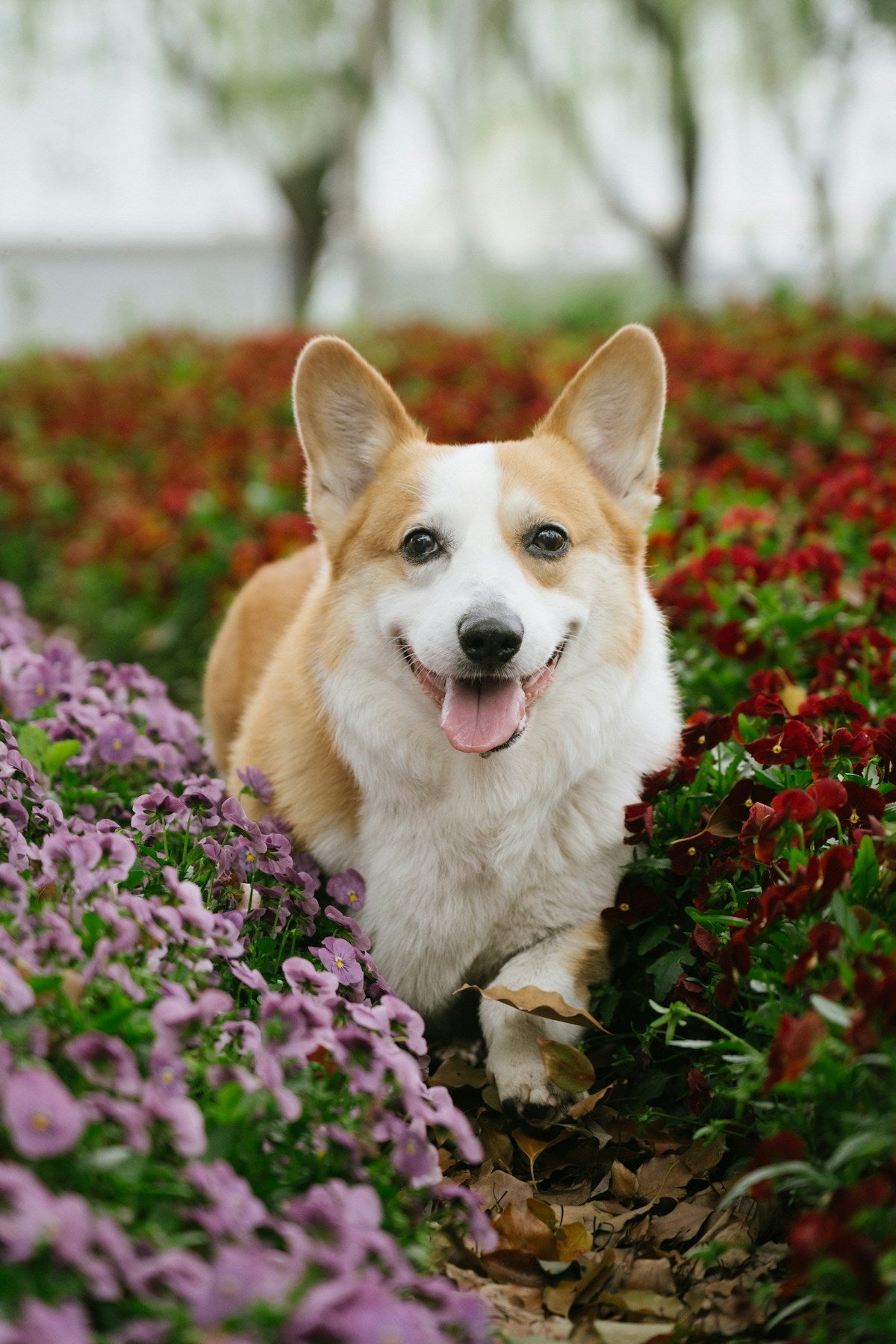 Spring Pet Dental Care: Seasonal Routine Reset Guide (2026)