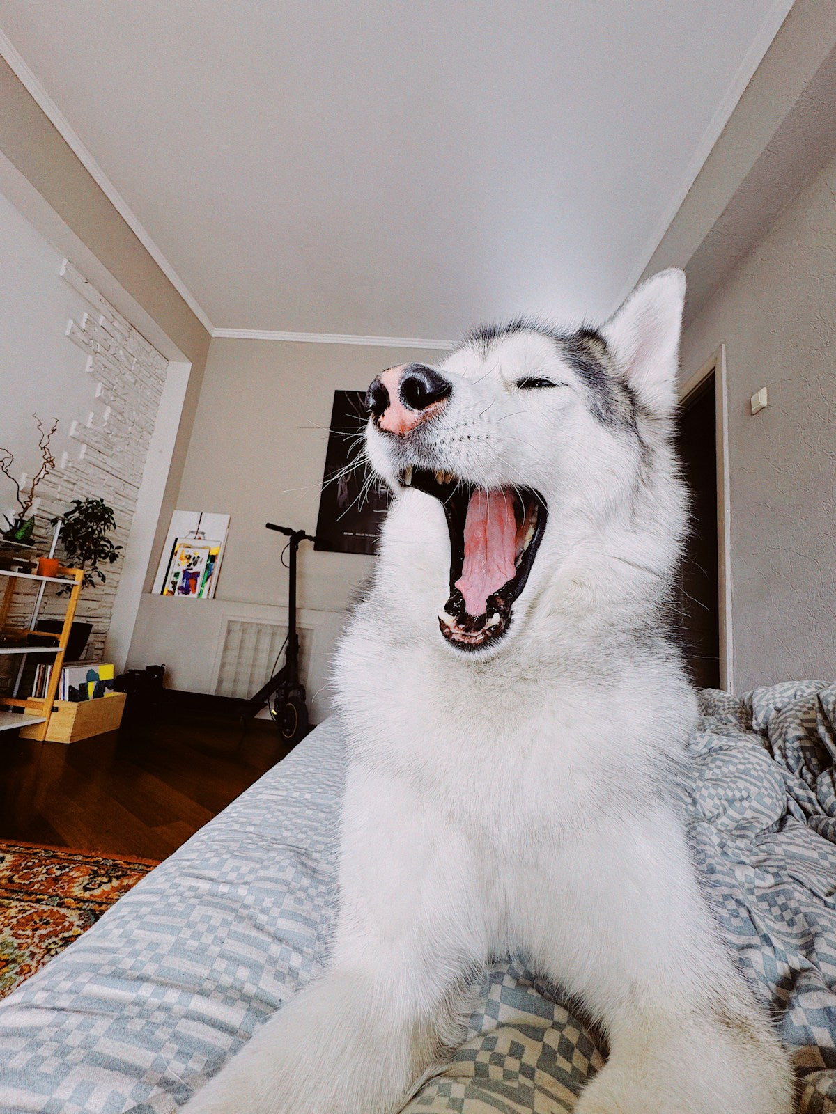 Dog yawning showing teeth — dog gingivitis dental care