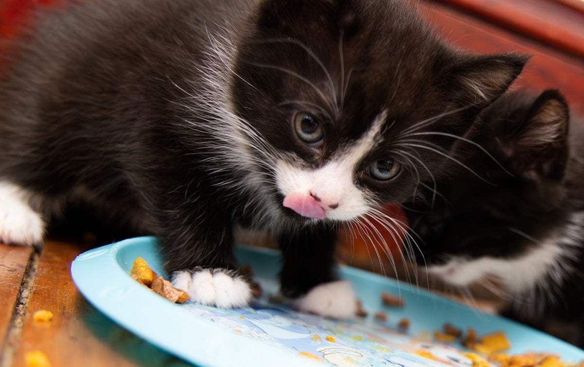 Kitten eating for kitten dental feeding guide article