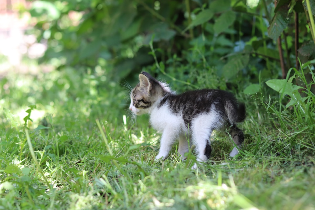 Kitten Ear Cleaning Routine 2026: Complete Schedule & Product Guide