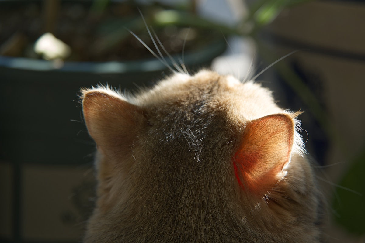 Fall cat ear care and gentle ear cleaning