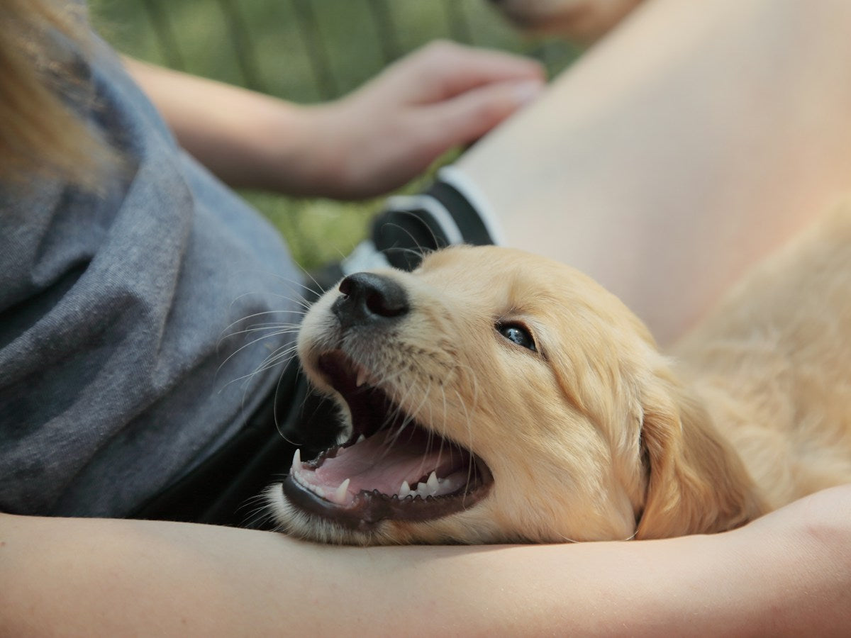 Golden retriever puppy held on its back with mouth open showing puppy teeth