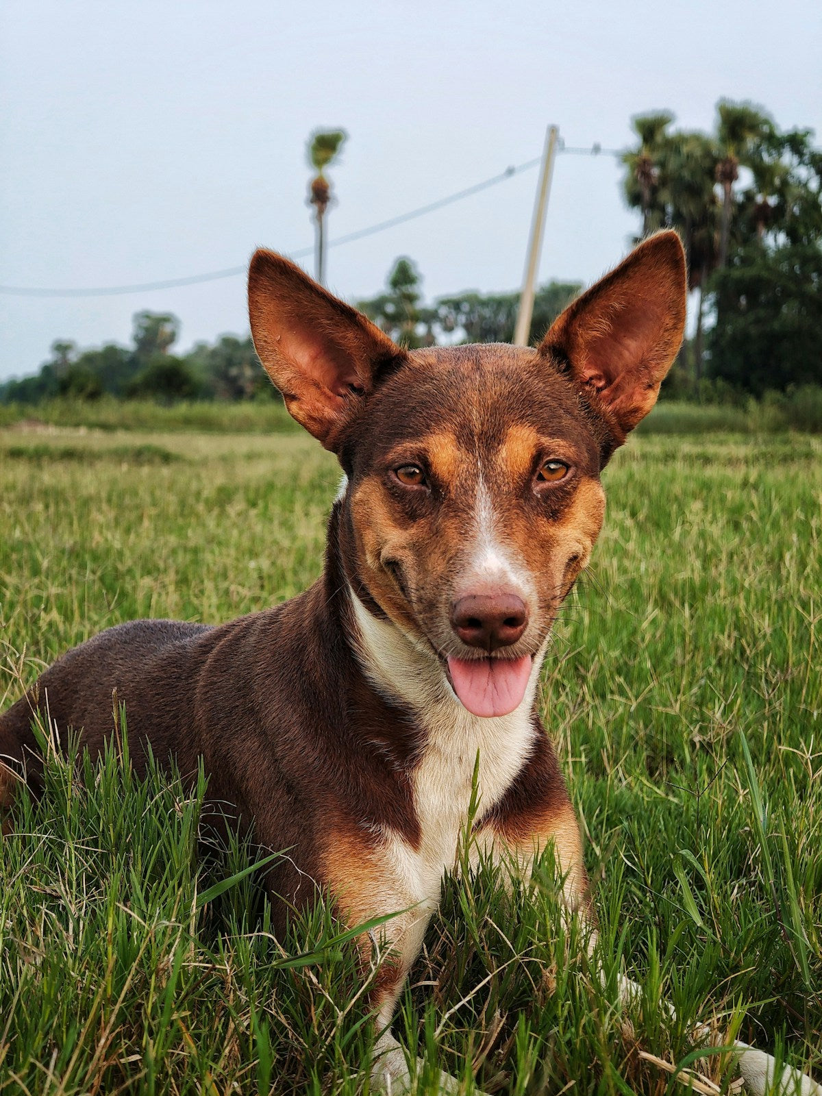 Natural Dog Ear Infection Remedies: Home Treatments vs Store-Bought Products (2026)
