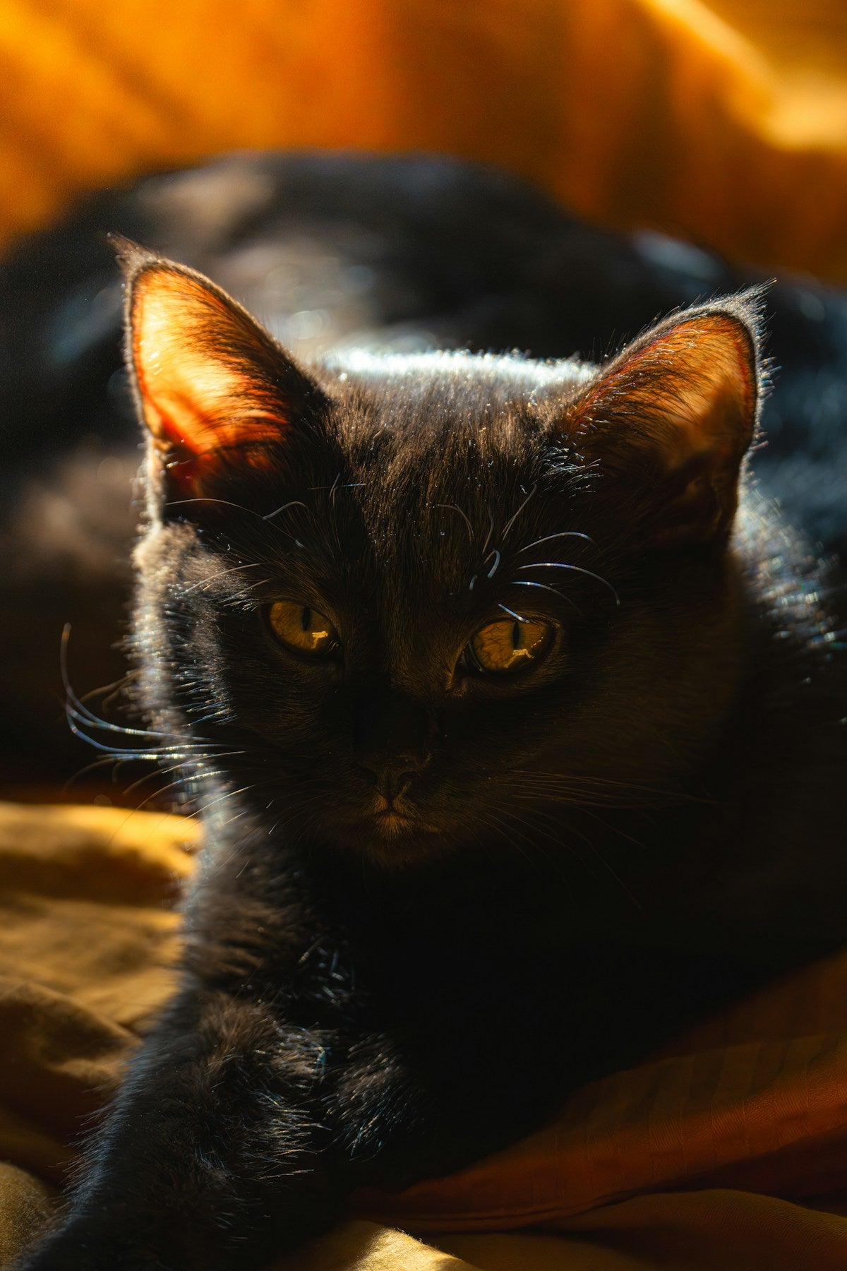 cat with backlit ears