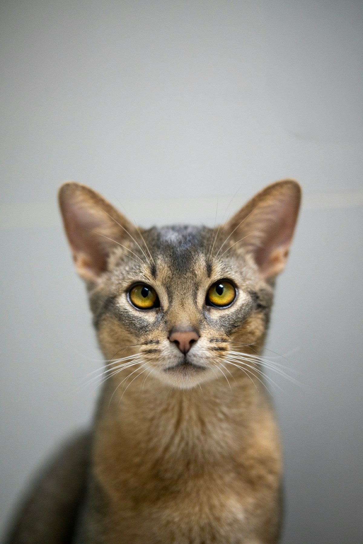 Abyssinian cat with healthy mouth