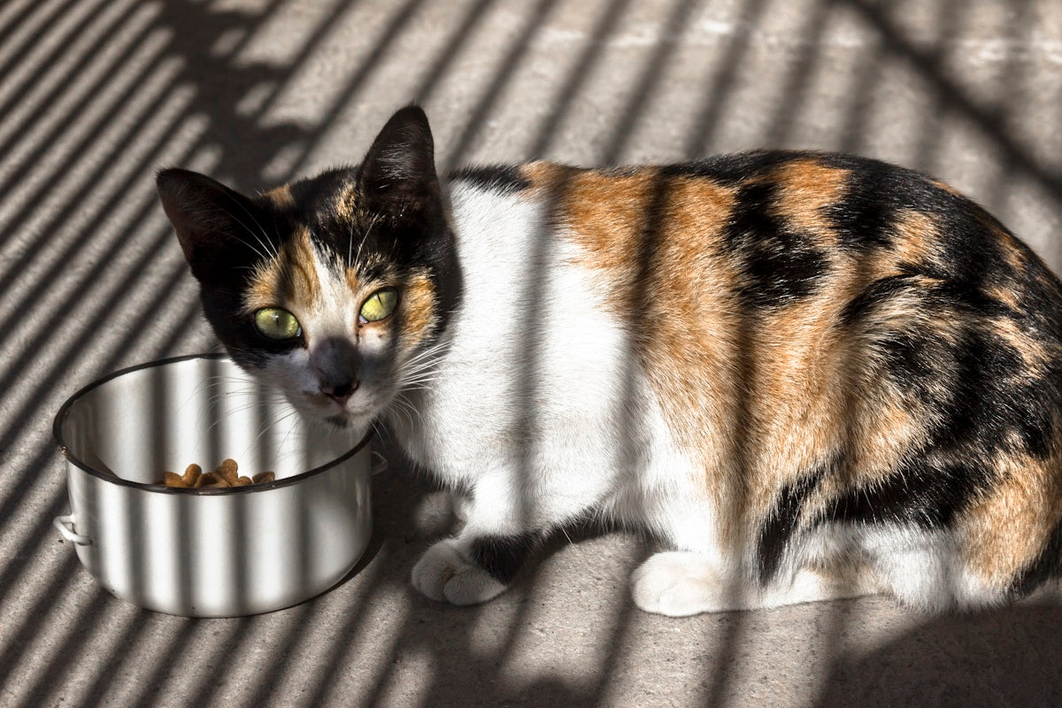 Cat dental supplements vs food comparison