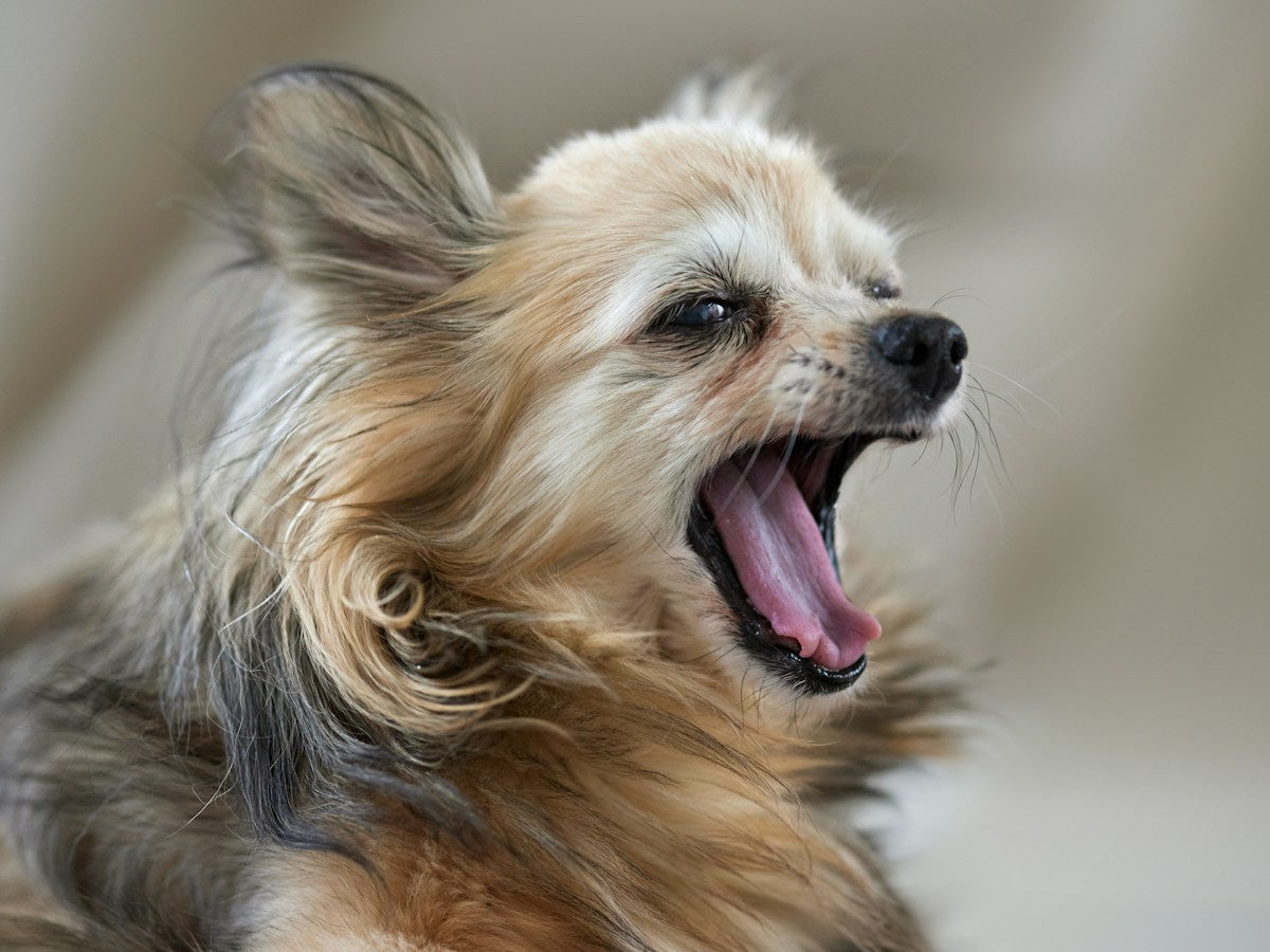 Small long-haired dog with mouth wide open showing teeth and pink gums