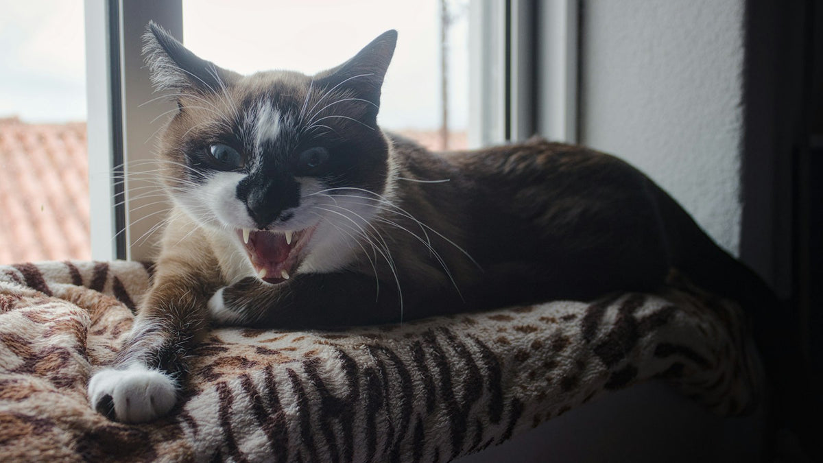 Siamese cat with mouth open showing teeth and gums