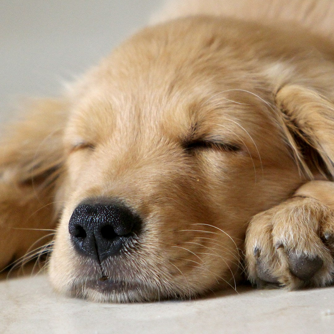 Adorable golden retriever puppy - puppy bad breath causes and treatment guide