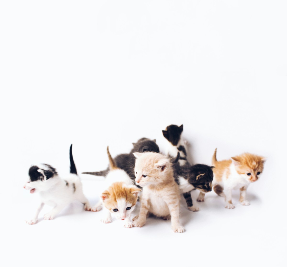Puppy & Kitten Teething Pain Relief: Safe Home Remedies Guide (2026)