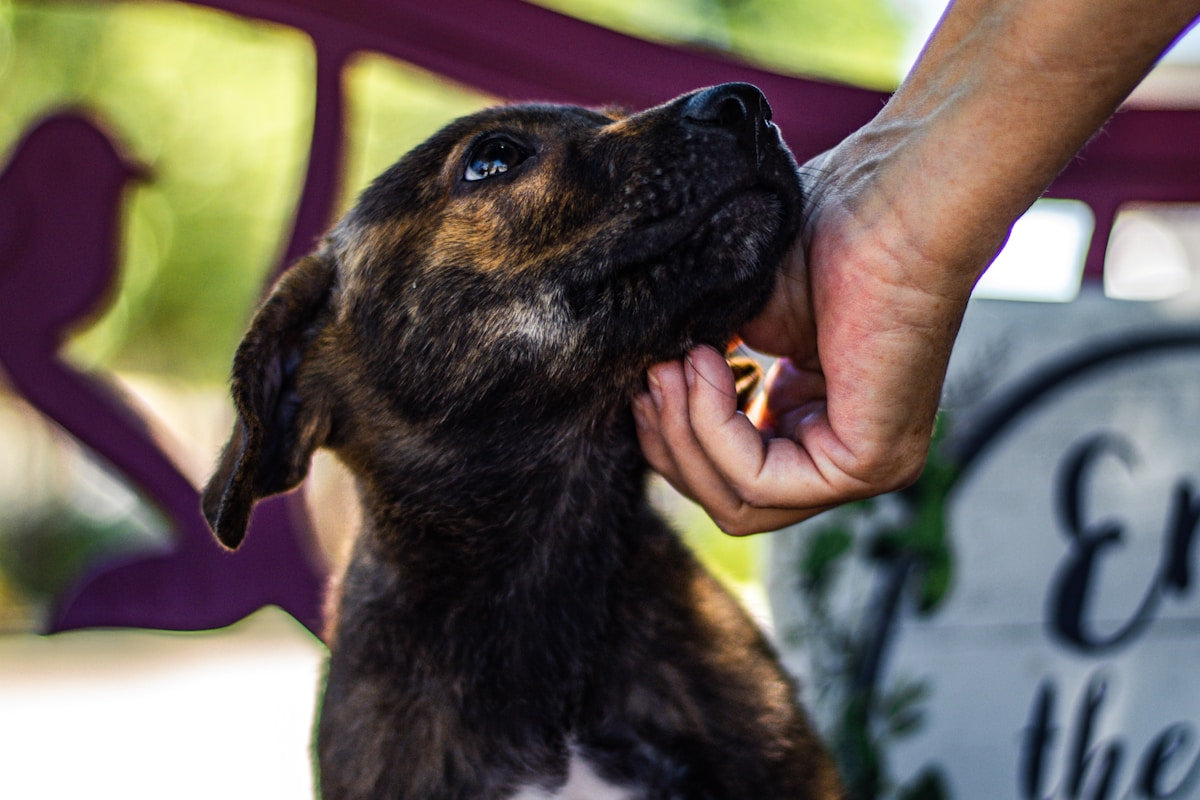 Adopted & Rescue Pet Dental Care Guide (2026)