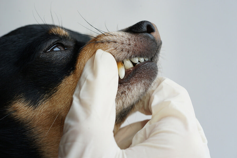 Warning Signs of Rotten Teeth in Dogs
