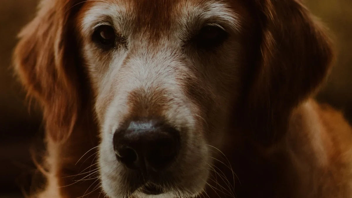 Senior Dog Dental Care: What Changes With Age