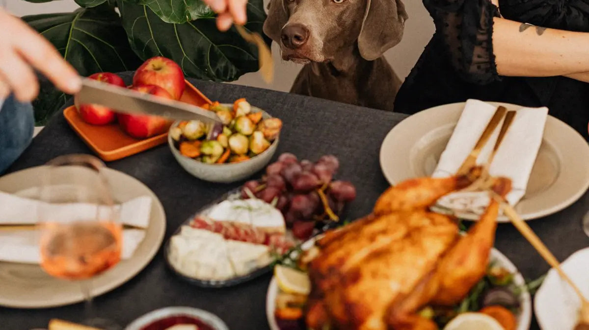 Thanksgiving Pet Safety: Guests, Trash, and Table Scraps