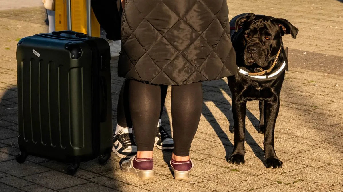Traveling With Your Dog: The Complete Checklist