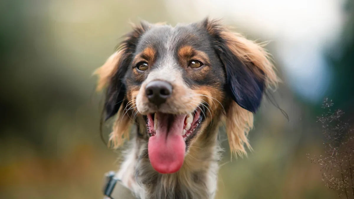 Why Is My Dog Drooling More Than Usual?