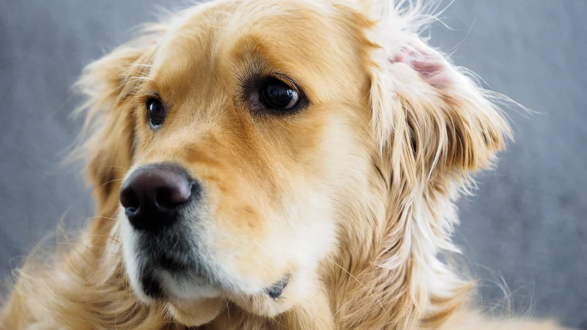 Why Do My Dog's Ears Smell Bad? Causes & What to Do