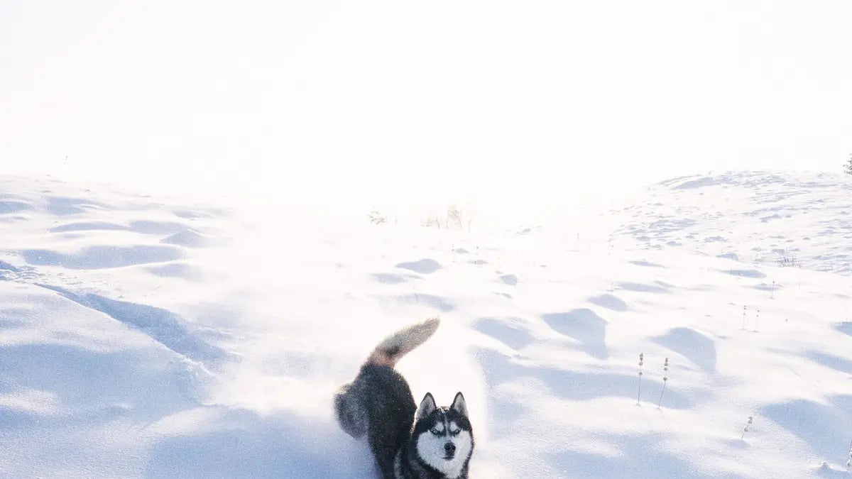 Winter Paw Care: Salt, Ice, and Post-Walk Wipes