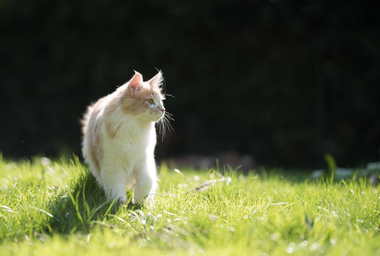 CAT - RunyePet